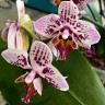 Орхидея Phalaenopsis, multiflora (отцвёл)