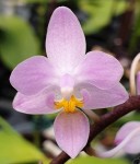 Орхидея Phalaenopsis equestris 'Mauve' x sib (еще не цвел)  