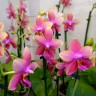 Орхидея Phalaenopsis Liodoro (отцвел)