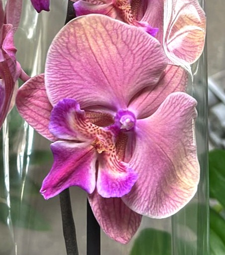Орхидея Phalaenopsis Big Lip (отцвел)    