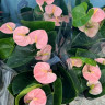 Anthurium Spirit 