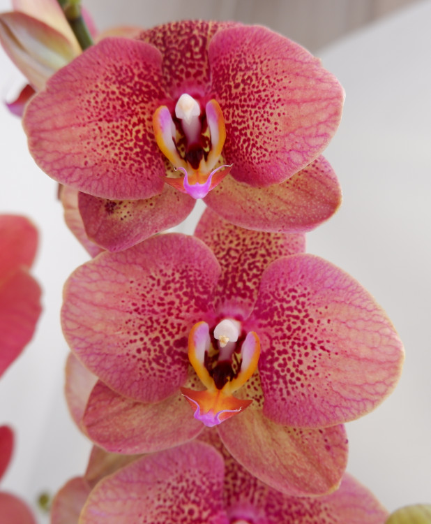 Орхидея Phalaenopsis Toulon (отцвел)