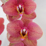 Орхидея Phalaenopsis Toulon (отцвел)