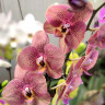 Орхидея Phalaenopsis Toulon (отцвел)