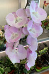 Орхидея Phalaenopsis Big Lip   
