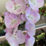 Орхидея Phalaenopsis Big Lip (отцвел) 