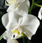 Орхидея Phalaenopsis multiflora (отцвёл, УЦЕНКА)