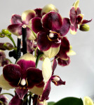 Орхидея Phalaenopsis, midi  
