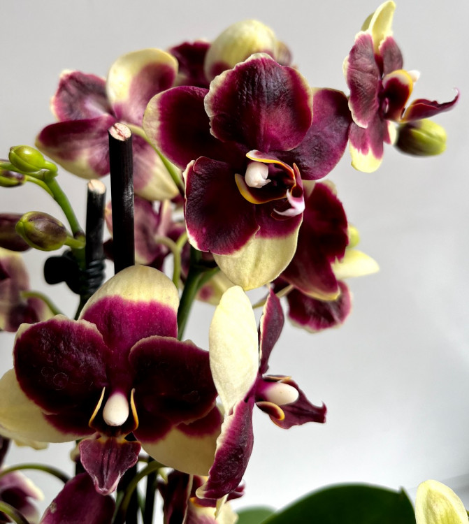 Орхидея Phalaenopsis, midi  