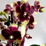 Орхидея Phalaenopsis, midi  