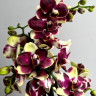 Орхидея Phalaenopsis, midi  