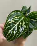 Aglaonema Tom's Pride (детка) 
