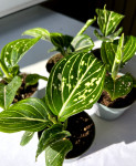 Aglaonema Tom's Pride (детка) 