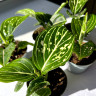 Aglaonema Tom's Pride (детка) 