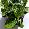 Aglaonema Tom's Pride (детка) 