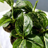 Aglaonema Tom's Pride (детка) 