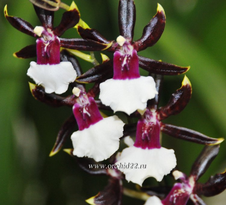 Орхидея Cambria Samurai (отцвела)