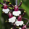 Орхидея Cambria Samurai (отцвела)