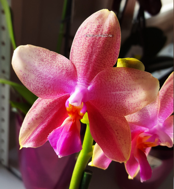 Орхидея Phalaenopsis Liodoro (отцвел, РЕАНИМАШКА) 