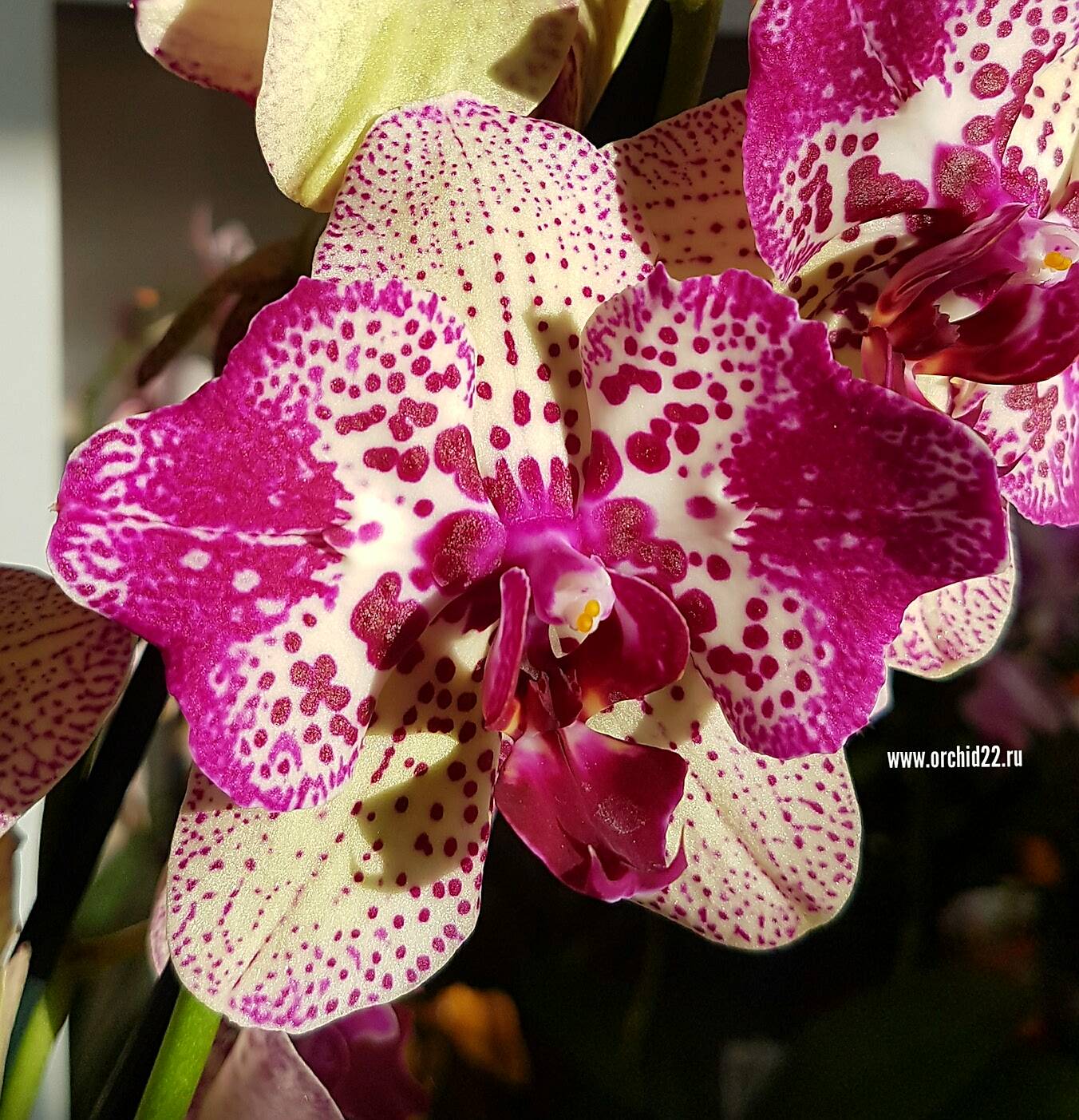 Роскошная орхидея Клеопатра: выращиваем дома красавицу с затейливым узором