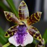Орхидея Zygopetalum (отцвёл)