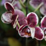 Орхидея Phalaenopsis, multiflora