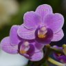 Орхидея Phalaenopsis Violet Queen, multiflora 
