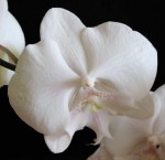 Орхидея Phalaenopsis Leontine, Big Lip, (отцвел, РЕАНИМАШКА)