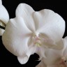 Орхидея Phalaenopsis Leontine, Big Lip, (отцвел)