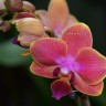 Орхидея Phalaenopsis Super, mini 