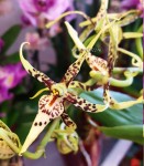 Орхидея Brassia