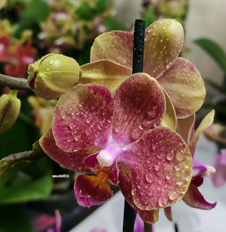 Орхидея Phalaenopsis Baby Beauty, multiflora (отцвел)