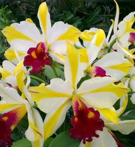Орхидея Rth. Fu Shu Glory Happy Holiday (отцвела) 
