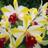 Орхидея Rth. Fu Shu Glory Happy Holiday (отцвела) 