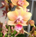 Орхидея Phalaenopsis, multiflora   