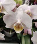 Орхидея Phalaenopsis, multiflora (отцвел)   