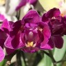 Орхидея Phalaenopsis Miki Starry '3028' (отцвел) 