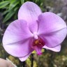 Орхидея Phalaenopsis Singolo Violet Pink (отцвел)