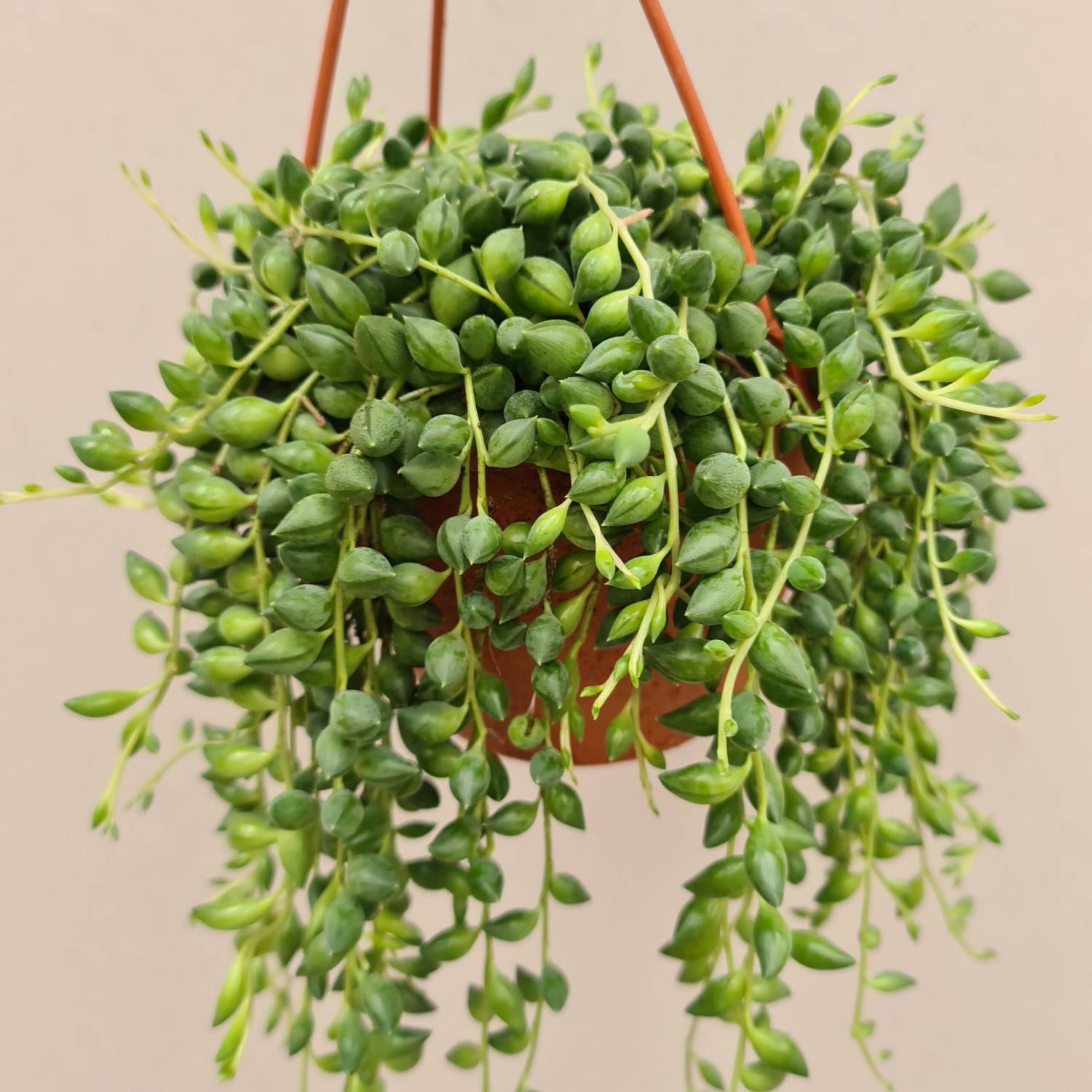 Крестовник Семена Купить