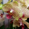 Орхидея Phalaenopsis Fancy Freckles 