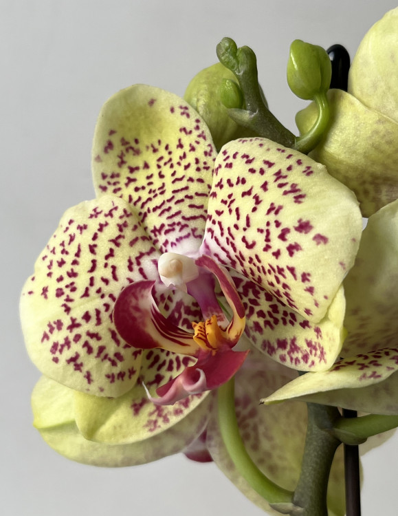 Орхидея Phalaenopsis Fancy Freckles 