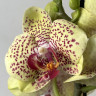 Орхидея Phalaenopsis Fancy Freckles 