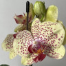 Орхидея Phalaenopsis Fancy Freckles 