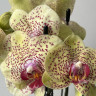 Орхидея Phalaenopsis Fancy Freckles 