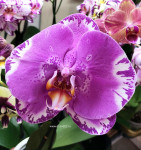 Орхидея Phalaenopsis Singolo Victorio (отцвел)