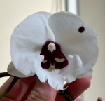 Орхидея Phalaenopsis, Big Lip 