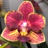 Орхидея Phalaenopsis Bowdion, multiflora 