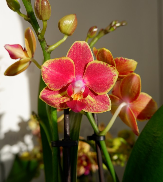 Орхидея Phalaenopsis Bowdion, multiflora 