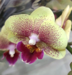 Орхидея Phalaenopsis Big Lip midi 