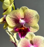 Орхидея Phalaenopsis Big Lip midi 